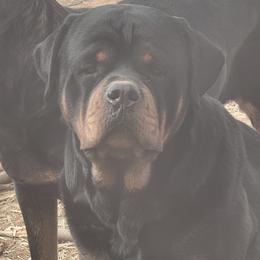 Gus - Rottweiler