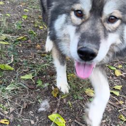 Halo - Agouti and white female Siberian Husky puppy in London, Ohio from Rose Trail Siberian’s