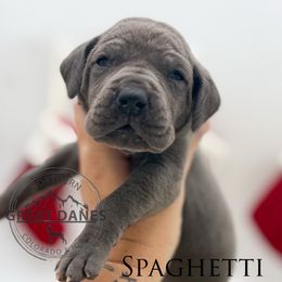 Spaghetti - Blue female Great Dane puppy in Sac City, Iowa from Northern Great Danes of Colorado & Iowa