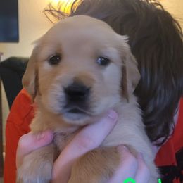 Lime  Collar - Golden female Golden Retriever puppy in Brush Prairie, Washington from Paradise Peaks