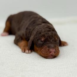 Boy 1 - Phantom male Bernedoodle puppy in Bellville, Ohio from Bernedoodle Buddies