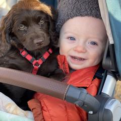 Boykin Spaniel Puppies from Bayhill Boykins