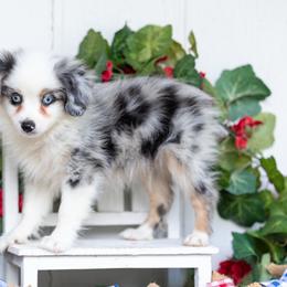 Freedom - Blue merle male Miniature Australian Shepherd puppy in Granbury, Texas from Texas Miniature Aussies