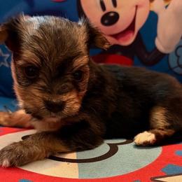 Maple - Black and gold female Shorkie puppy in Ocala, Florida from Yorkie  And Shih Tzu Love