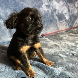 Tiddley - Black and tan female Brussels Griffon puppy in Dawson Springs, Kentucky from Precious Paws and Galafrey