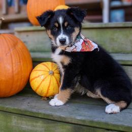 Molly Bumgardner - Black & white female Australian Shepherd puppy in Statesville, North Carolina from Charming Australian Shepherds