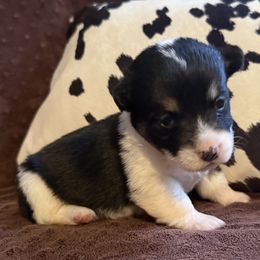 Girl 3 Black Tri - Black and white female American Corgi puppy in Scottown, Ohio from Wyndy Ridge Corgis