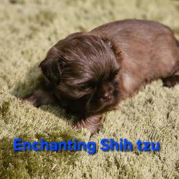 AKC, LIVER, Tank - Liver male Shih Tzu puppy in Dexter, Kentucky from Enchanting Shih tzu