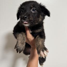 Australian Shepherd and Miniature American Shepherd Puppies from Autumn Fall Aussies