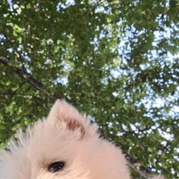 West Highland White Terrier Puppies from Westies of Morrison