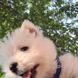 West Highland White Terrier Puppies from Westies of Morrison