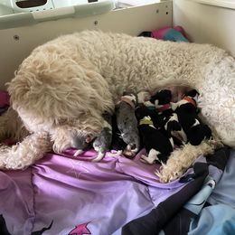 Double Doodle Puppies from Kirkham Doods