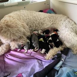 Double Doodle Puppies from Kirkham Doods