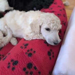Willa - Cream female Poodle puppy in Killingly, Connecticut from Isfahel Kennels