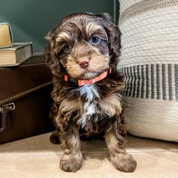 Hazel - Brown female Cavapoo puppy in Flagstaff, Arizona from Gunstock Doodles