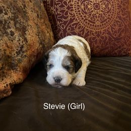 Girl 1 - Black white and tan Springerdoodle puppy in Tempe, Arizona from Springerdoodles Plus AZ
