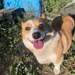 Josey - Pembroke Welsh Corgi