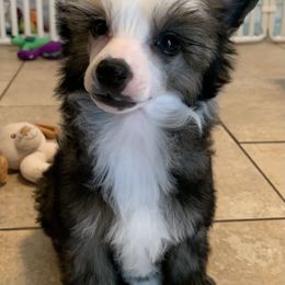 Chinese Crested Puppies from Jewels Chinese Cresteds