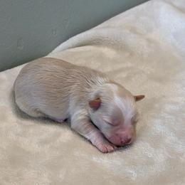 Cinda - Wheaten female Miniature Schnauzer puppy in Brundidge, Alabama from Deez Pups Magnificent Schnauzers