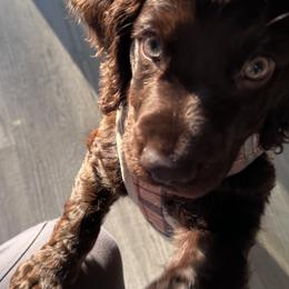 Boykin Spaniel, English Springer Spaniel, and Rat Terrier Puppies from 31 Pines Kennels