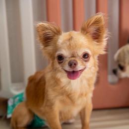 Almond - Red and white female Chihuahua puppy in El Sobrante, California from Dolce Coco Chihuahuas