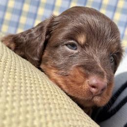 Yugi - Chocolate and tan male Dachshund puppy in Santa Ana, California from Make Dachshunds Great Again