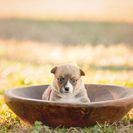 Pink Collar- Cheddar - Sable female Pembroke Welsh Corgi puppy in Waverly Hall, Georgia from 6g Ranch Corgis