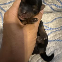 Milo - Black and tan male Yorkshire Terrier puppy in Aurora, Colorado from Lavish Yorkies