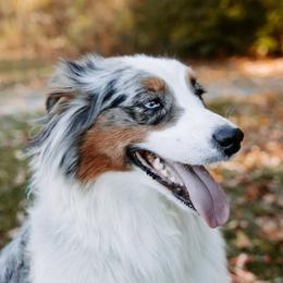 Australian Shepherd and German Shepherd All Grown Up from Birch Haus