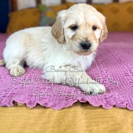 Benny Boo English Teddybear - Apricot male Goldendoodle puppy in Grove, Oklahoma from Guinn Family Farms