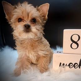 Goldie girl 2 - Gold female Yorkshire Terrier puppy in Machesney Park, Illinois from Three Yorkie Family