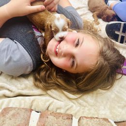 Goldendoodle Puppies from Cotton Country Doodles