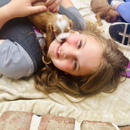 Goldendoodle Puppies from Cotton Country Doodles