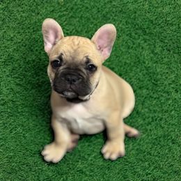 French Bulldog Puppies from Von Darr Kennels