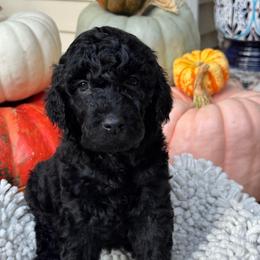 Autumn - Black female Goldendoodle puppy in Easley, South Carolina from Our Darling Doodles
