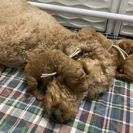 Goldendoodle Puppies from Bear Ridge Doodles