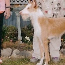 Chinese Cresteds, Ibizan Hounds, and Salukis from Castlecove
