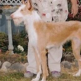 Chinese Cresteds, Ibizan Hounds, and Salukis from Castlecove