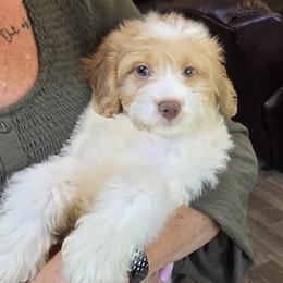 Lemon - Merle female Bernedoodle puppy in Cleveland, Georgia from Jam's Doodles And Poodles