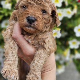 Aussiedoodle, Cockapoo, and Goldendoodle Puppies from Hilltop Doodles KY LLC