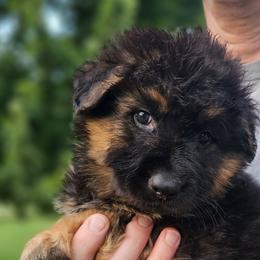 Singer - Black and red German Shepherd puppy in Columbus, Indiana from Stony Lonesome GSD