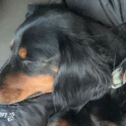 Dachshunds and Pembroke Welsh Corgis from TM7 Dachshund's