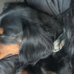 Dachshunds and Pembroke Welsh Corgis from TM7 Dachshund's