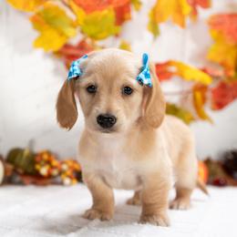 Daisy - Red female Dachshund puppy in Lagrange, Indiana from Royal Paws