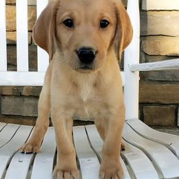 Labrador Retriever Puppies from Queens Creek Labrador Ranch