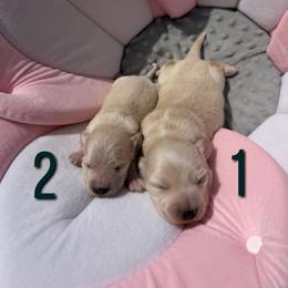 Cream Longhair Boy 1 - Cream male Dachshund puppy in Pauls Valley, Oklahoma from Simply Happy Dachshunds