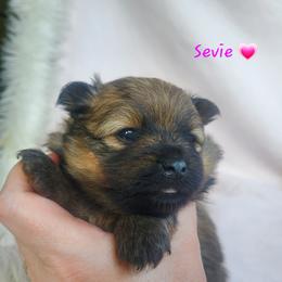 Sevie - Orange sable female Pomeranian puppy in Saint Charles, Missouri from Bisous Pomeranians & Heartland Sh