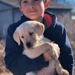Golden Retriever and Labrador Retriever Puppies from Bear Pond Retrievers