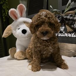 Bernedoodle, Goldendoodle, and Poodle Puppies from 4goldendoodles