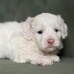 Daisy - Cream female Aussiedoodle puppy in Jackson, Tennessee from Dinah Doodles and Aussies